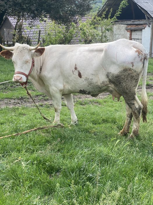 Junincă gestanta si cu 14 litri lapte la zi