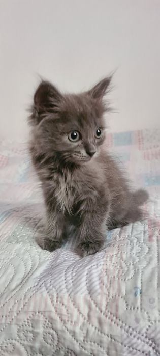 Отдам красивого котёнка
