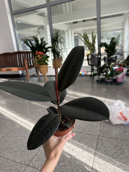 Комнатные цветы по 3500