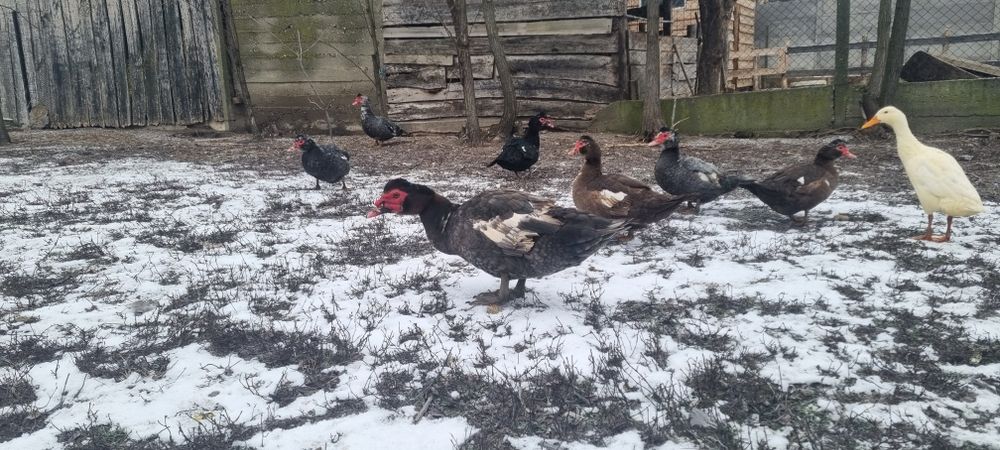 Rate mute 50 si 90 ron