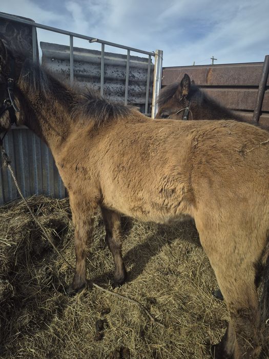 Бука сатылады 500000мын