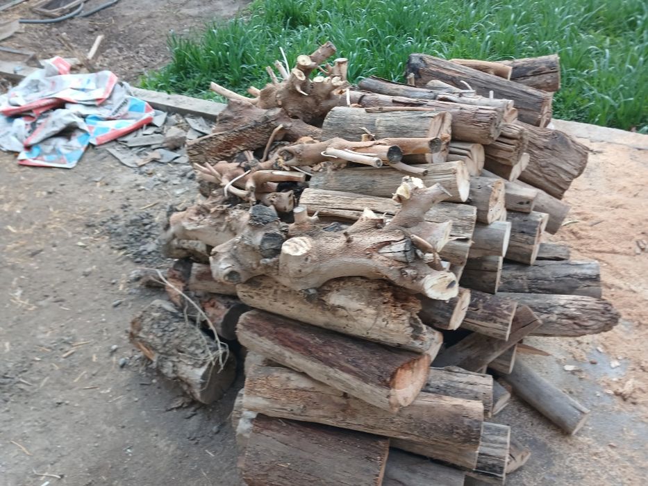 Курук утин 1 лабо кузов чикади