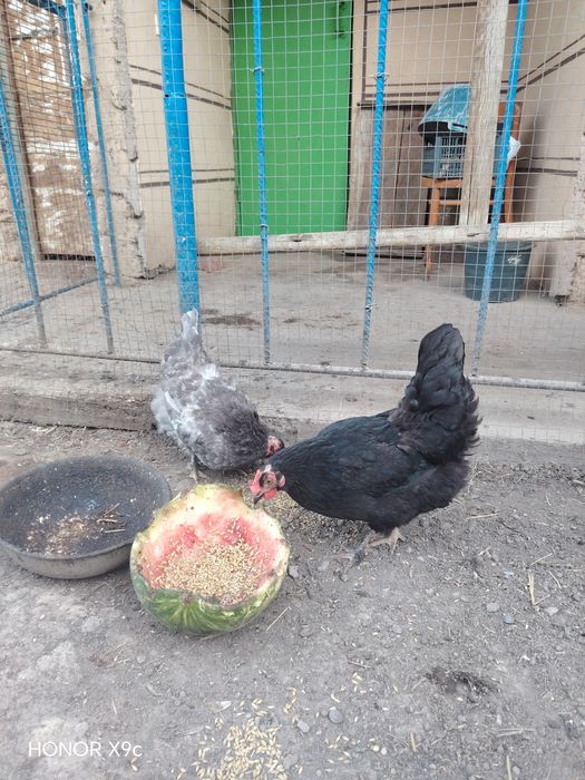 Tovuqlar sotiladi