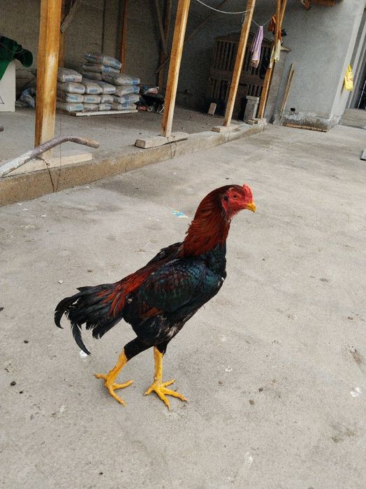 Xoʻroz sotiladi mayski