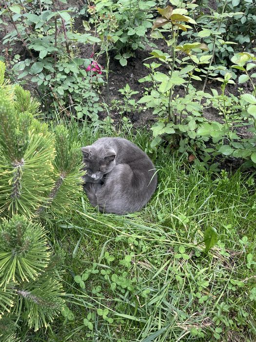 Отдам кота в хорошие руки