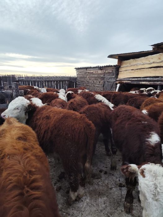 Подсос еркек бұзаулар герефорд