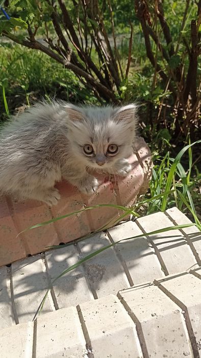 Продам котенка в хорошие руки