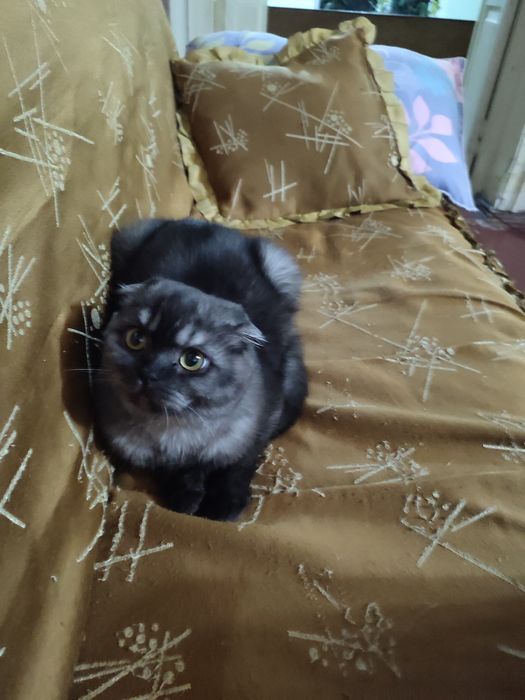 Вязка британец годик