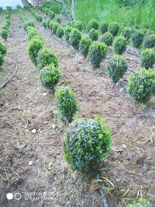 шамшот сотилади оптом ва дона