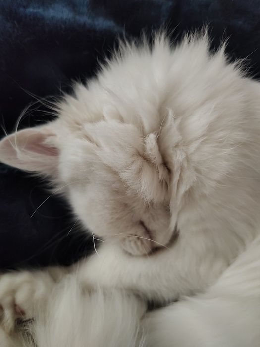 Бяло коте, женско, Персийска чинчила, снежно бяла, 7мес..