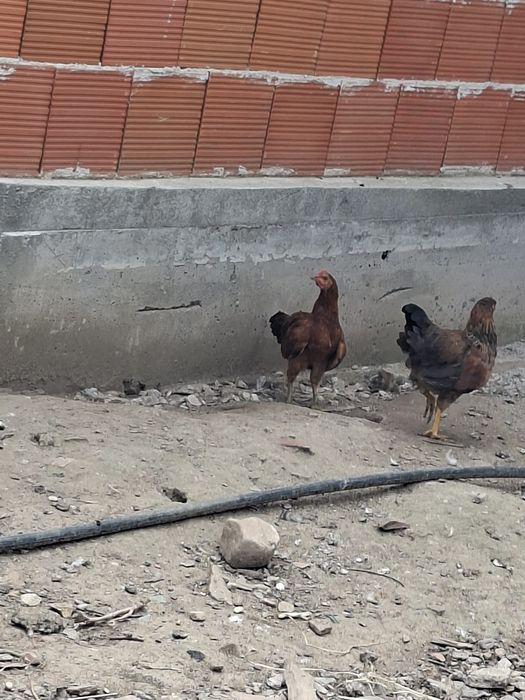 Млади японски петли