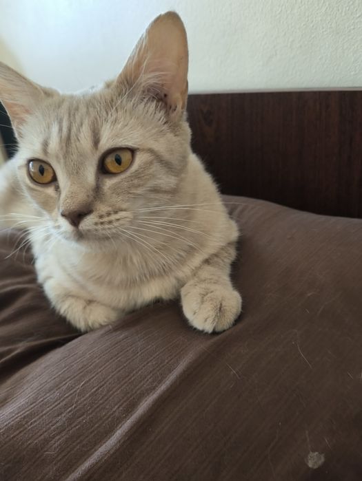 Кошка дворовая 10 месяцев.