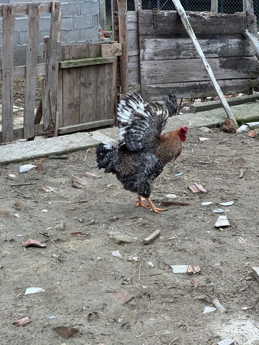 Петли за разплод