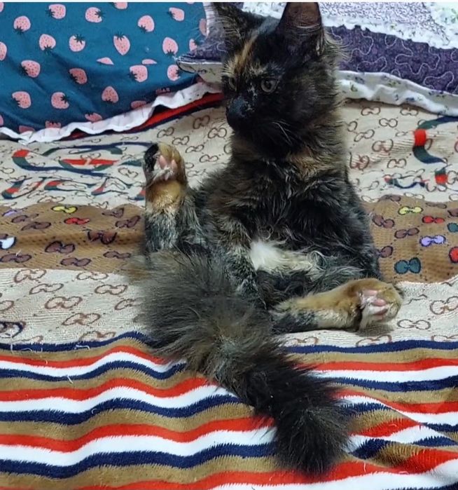 Свободная кошечка Мейн-кун