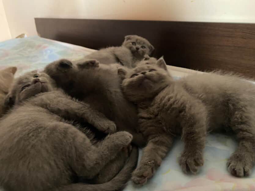 шотландски клепоухи и британски котенца