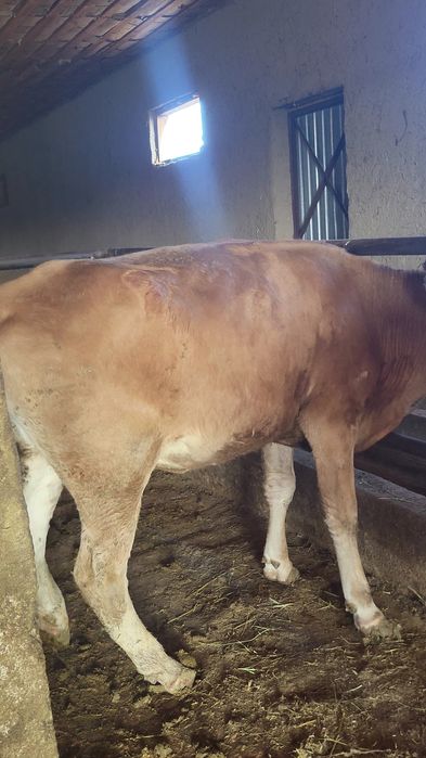 Сиыр сатылады кг 3000