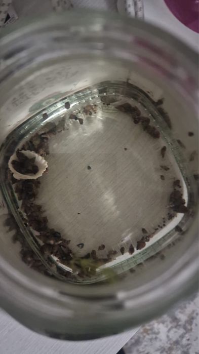 Отдам улиток в аквариум