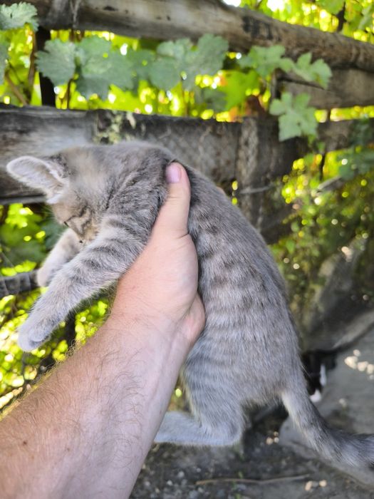 Котята мышеловки