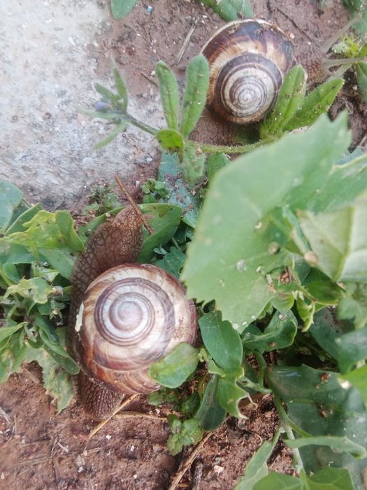 Улитки виноградные