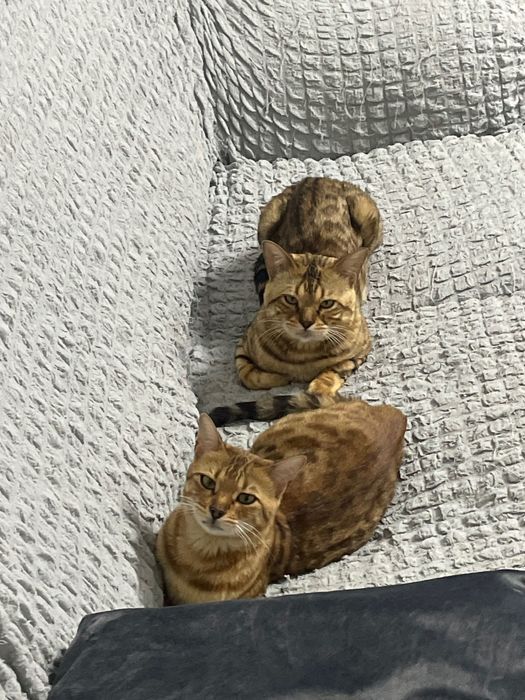 Маленькие котята бенгалы