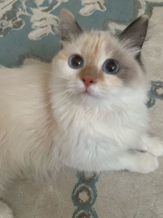 Отдам в хорошие руки