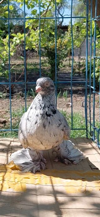 Голуби игровых кровей