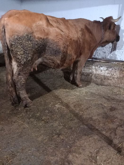 De vânzare vaca gestanta