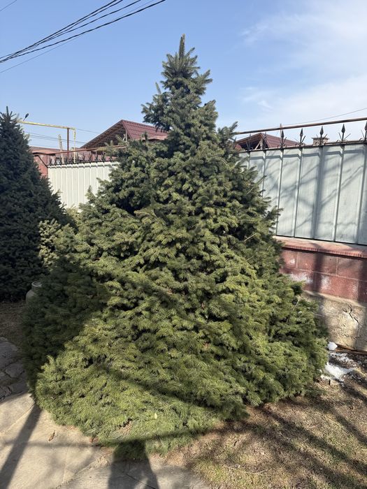 Продам ел. Елки саженцы