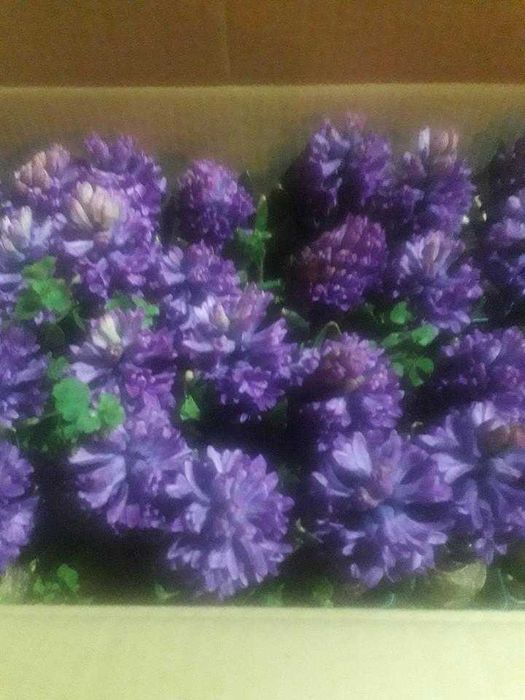 Цветя  за предстоящия празник