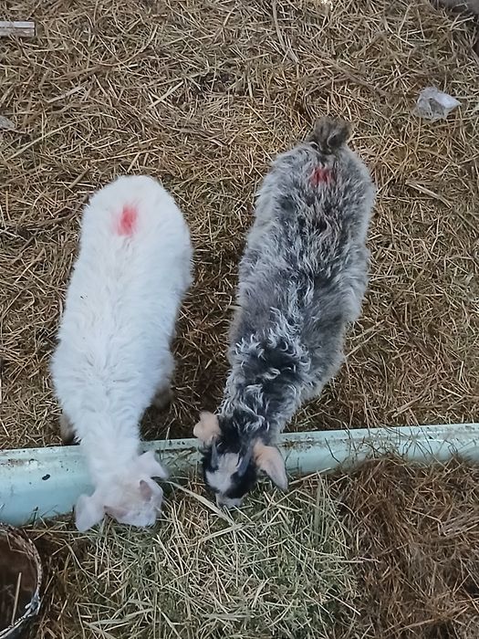 Продаётся 2 шт козлята