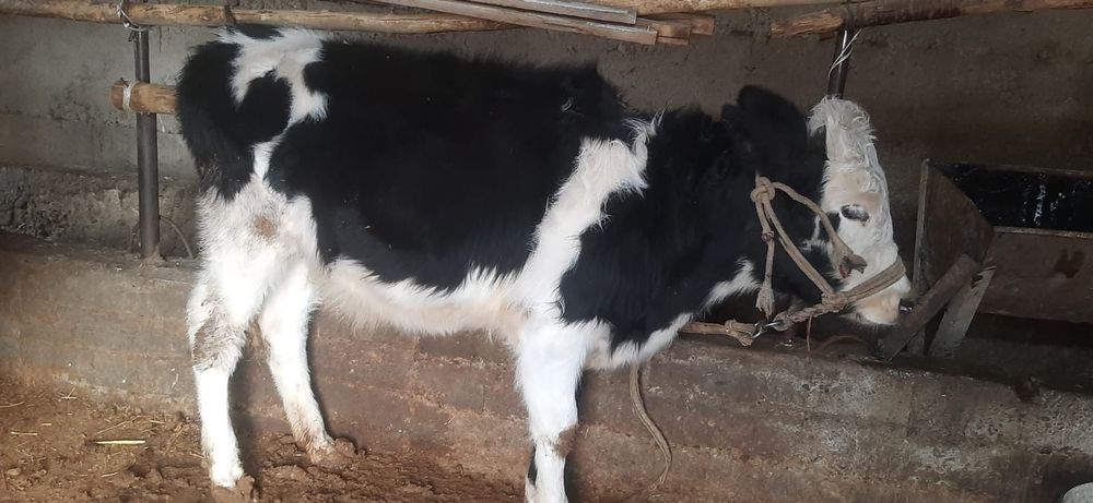 Бузау сатылады ургашы