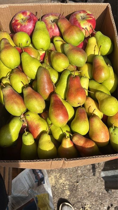 Апорт груша кандиль американка яблоки