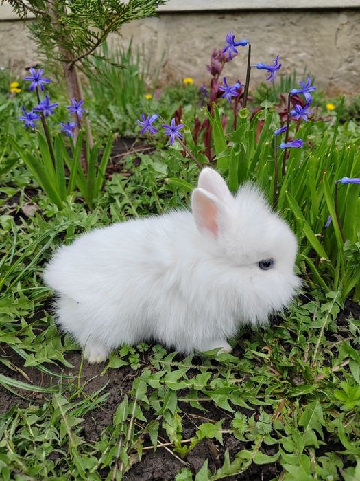 Iepurași pitici de companie