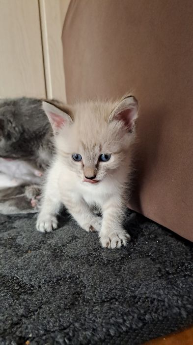 Котенок кошка 1,5 месяца