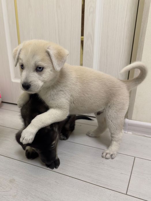 Щенки хаски с дворнягой