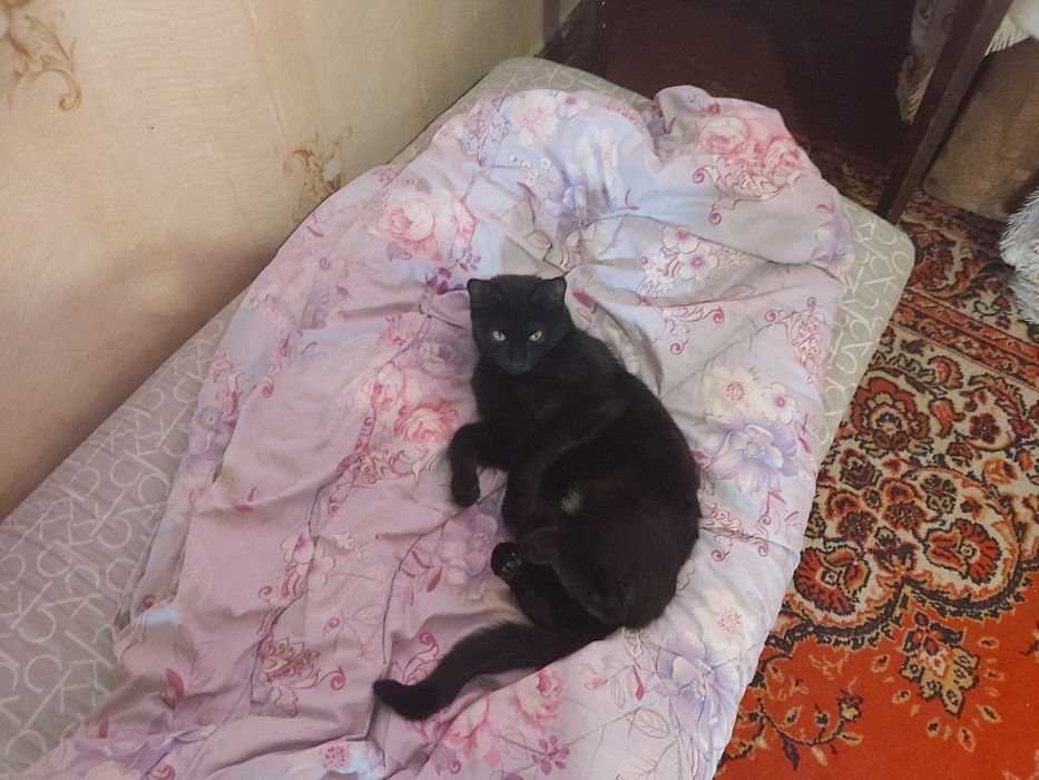 Чернышщ  умный кот