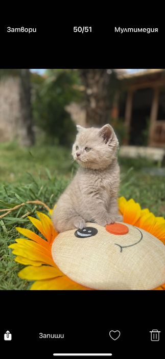 Продавам клепоухи котенца
