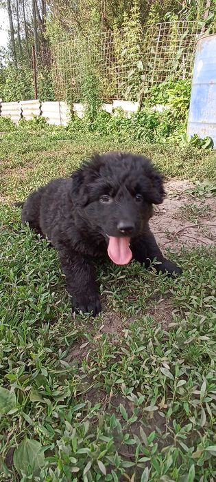 Щенки немецкой овчарки