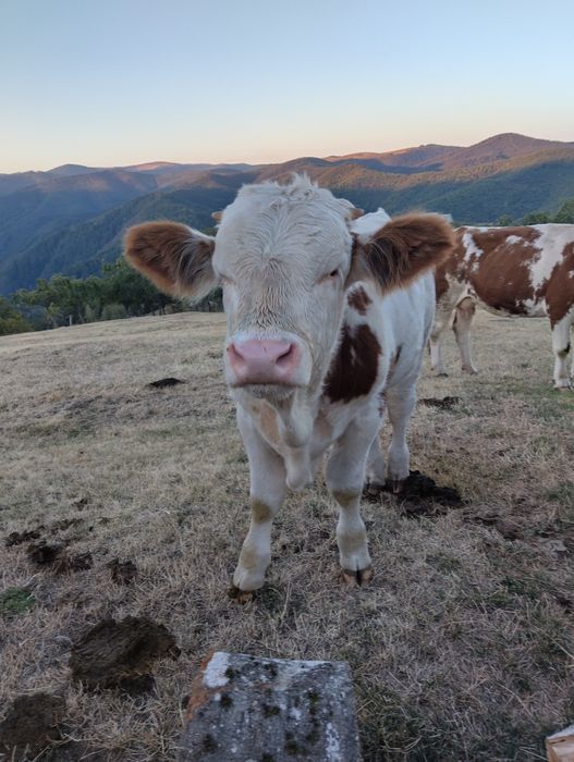 De vânzare un taur și o vitica