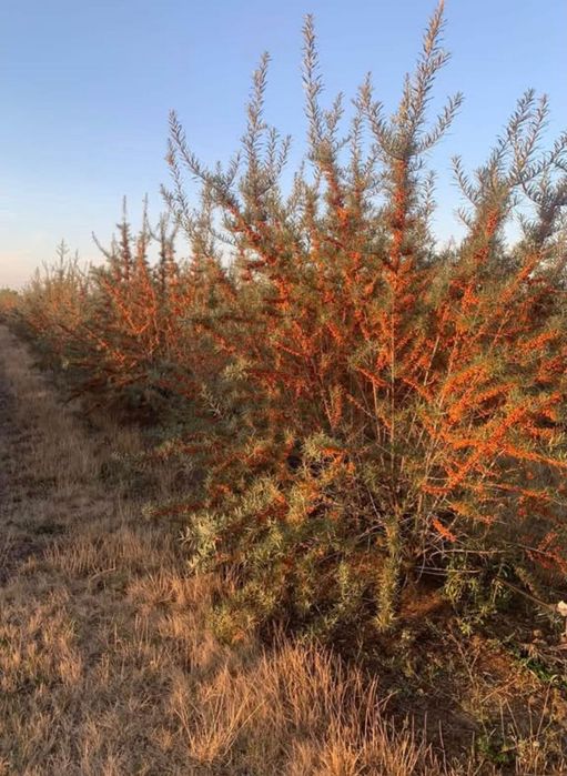 Vând butaşi de cǎtinǎ ecologici la vârsta de 2 ani