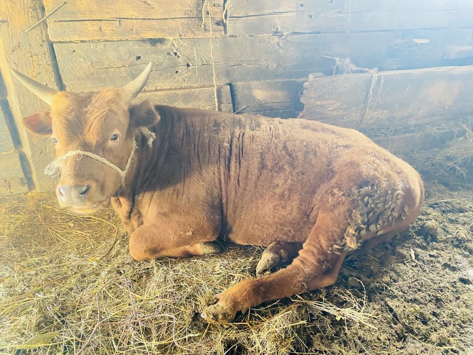 Откорм бычки, откорм бұқалар