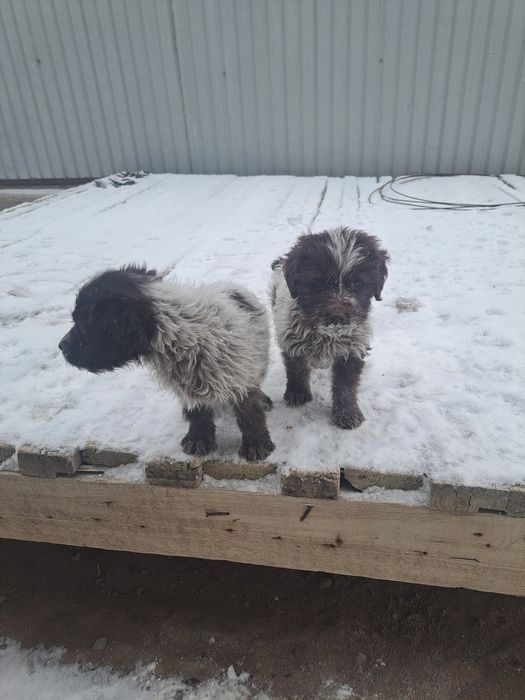 Сабака спаниель руски