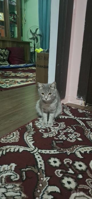 Kulrang tabby mushugi