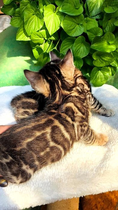 КРАСИВЫЕ бенгальские котята