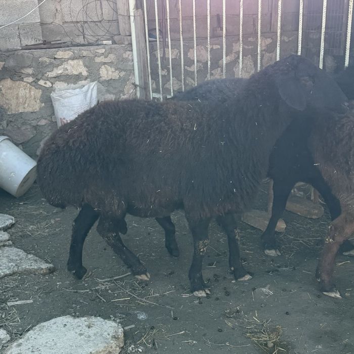 Куйлар сотилади сим жун