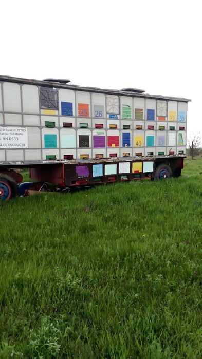 Vand pavilion apicol