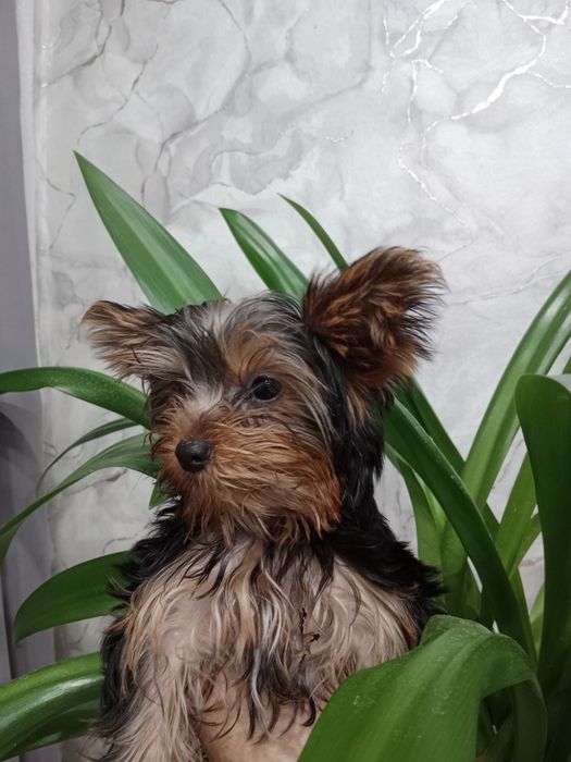 Щенок мини  йорк