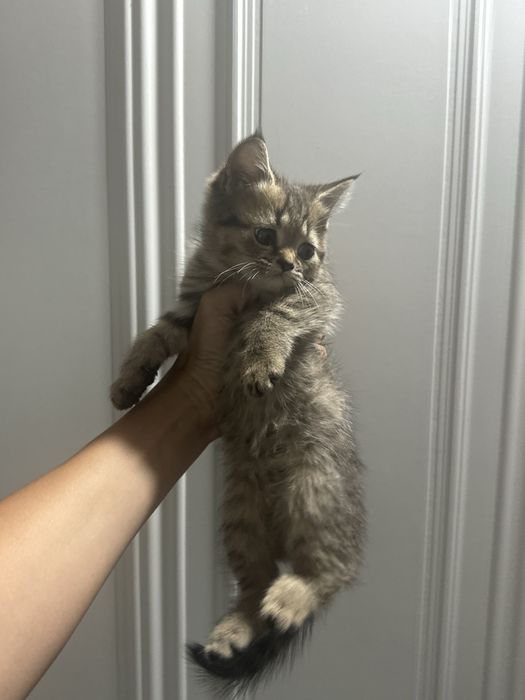 Породистые котята даром