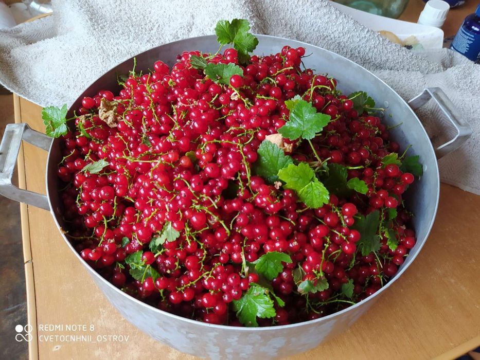 3 сорта смородины черная красная белая