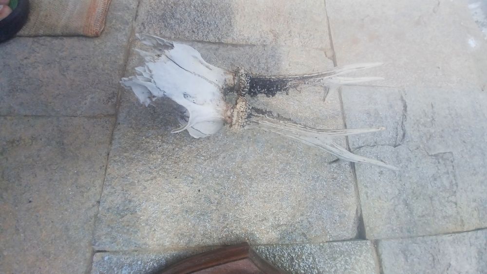 Еленски рога истински